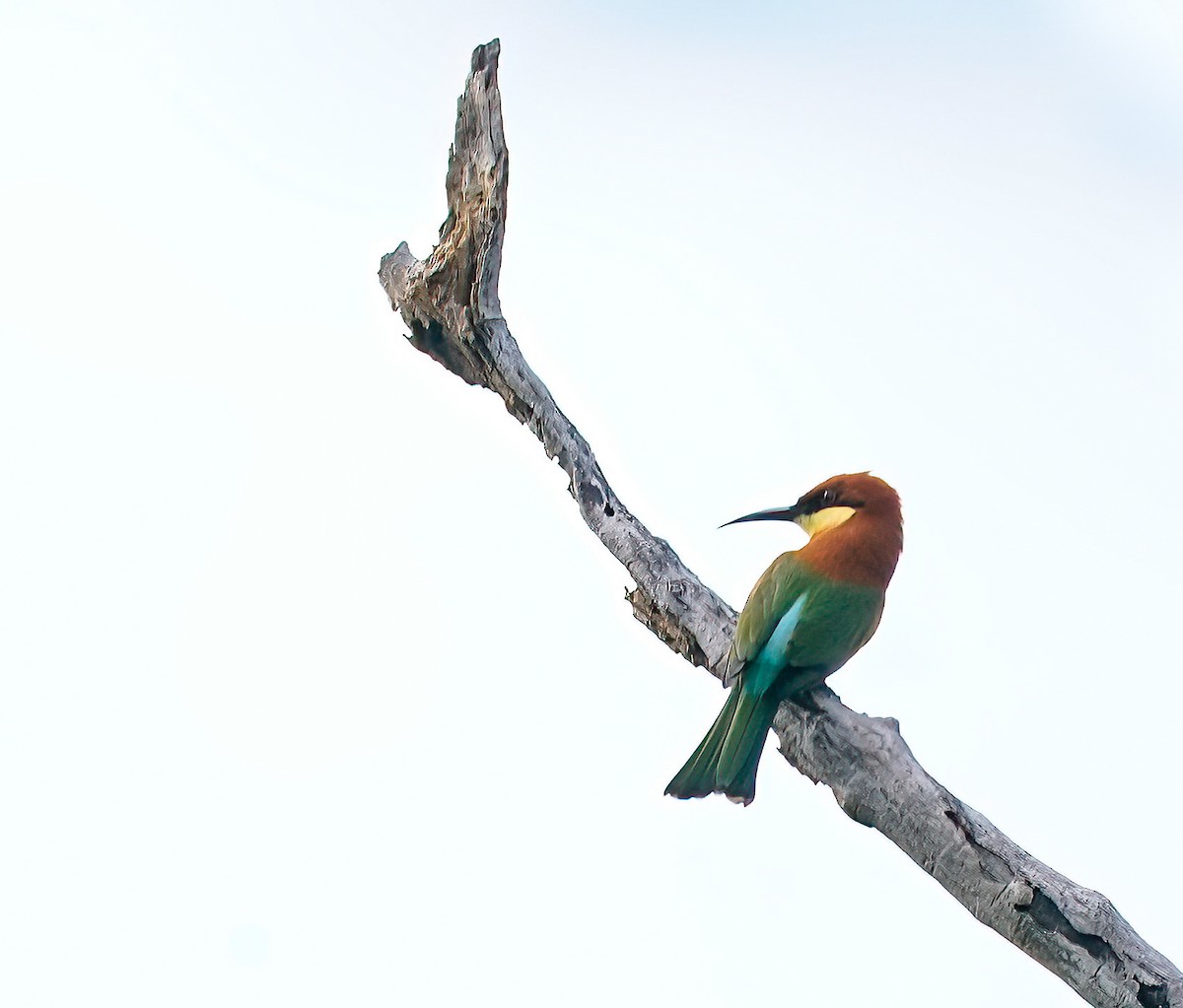 Chestnut-headed Bee-eater - ML647896086