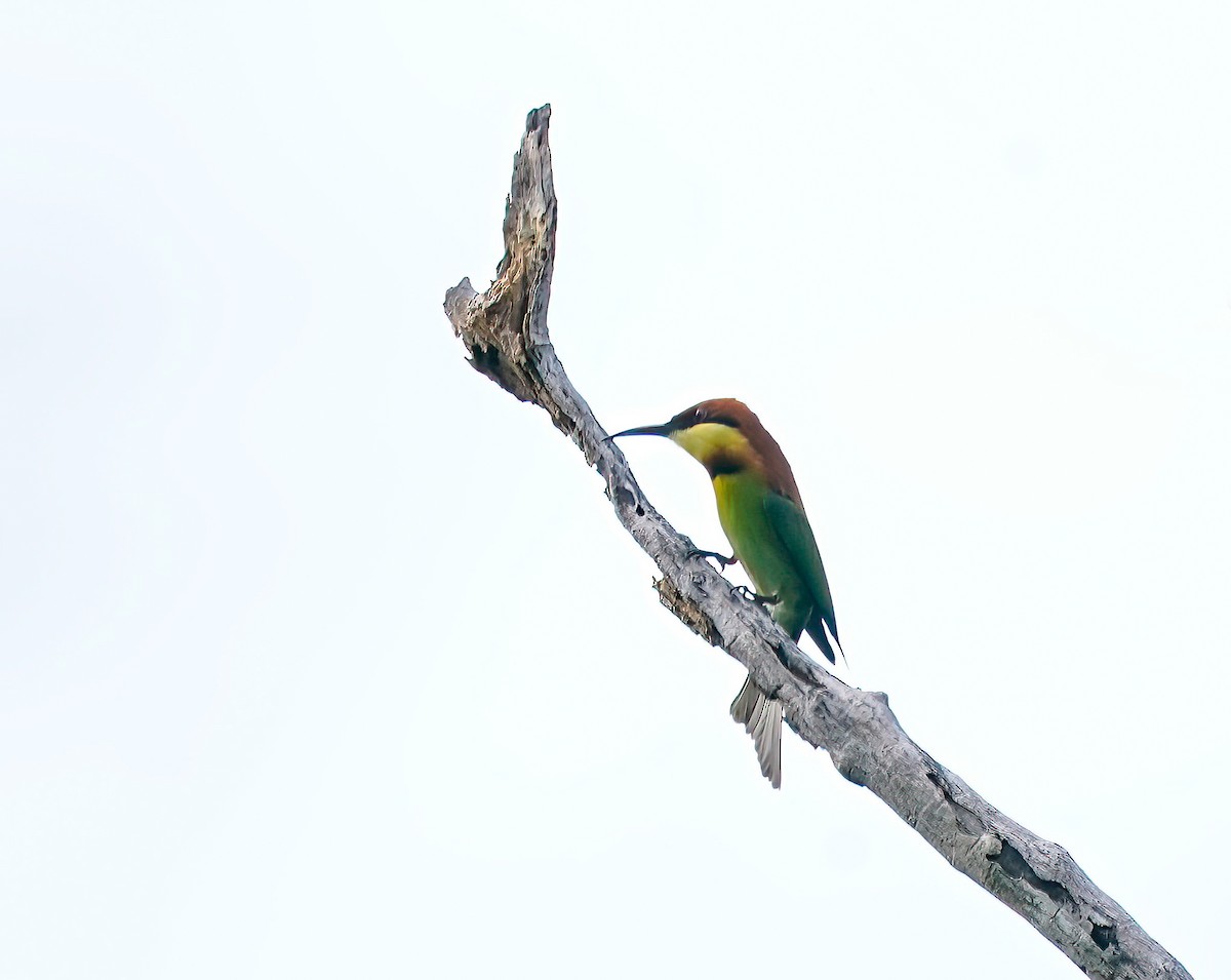 Chestnut-headed Bee-eater - ML647896087