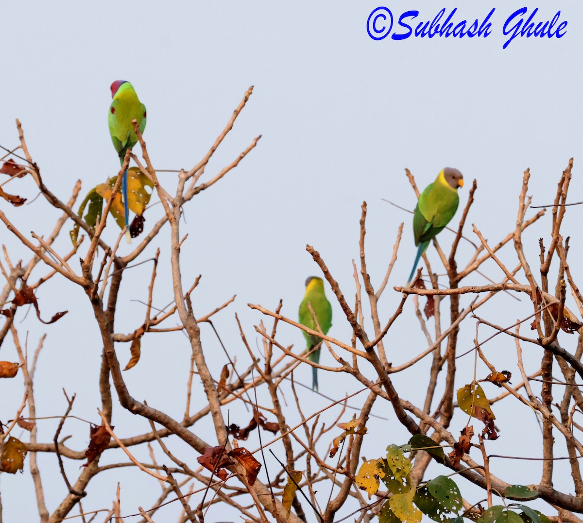 Plum-headed Parakeet - ML647896088
