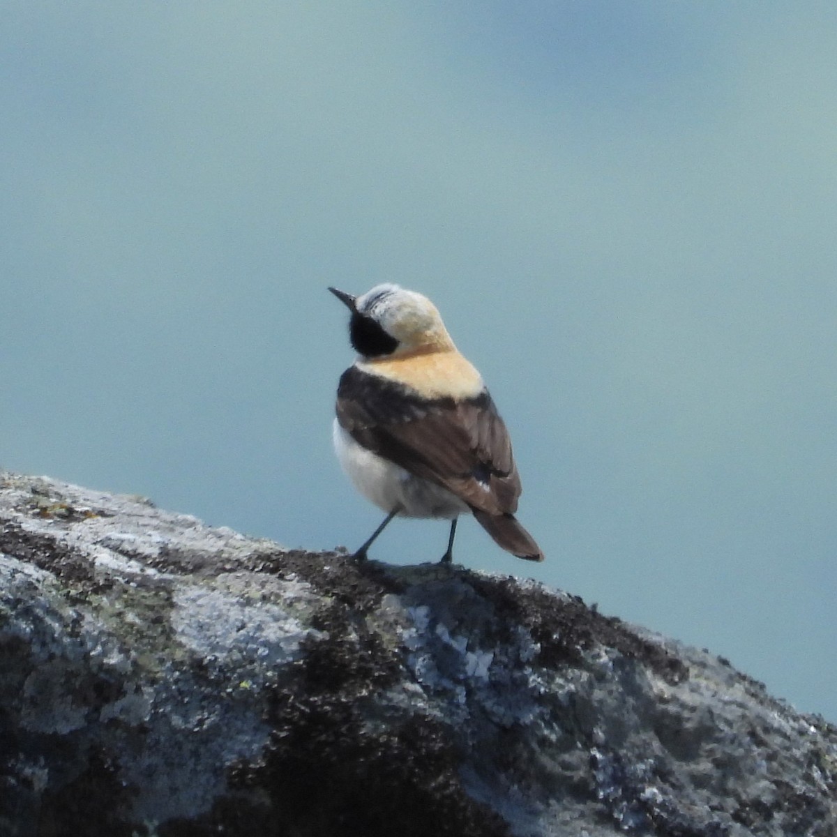 Mendebaldeko buztanzuri horia - ML647896091