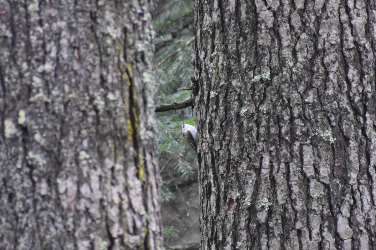 Basoetako gerri-txoria - ML647896092