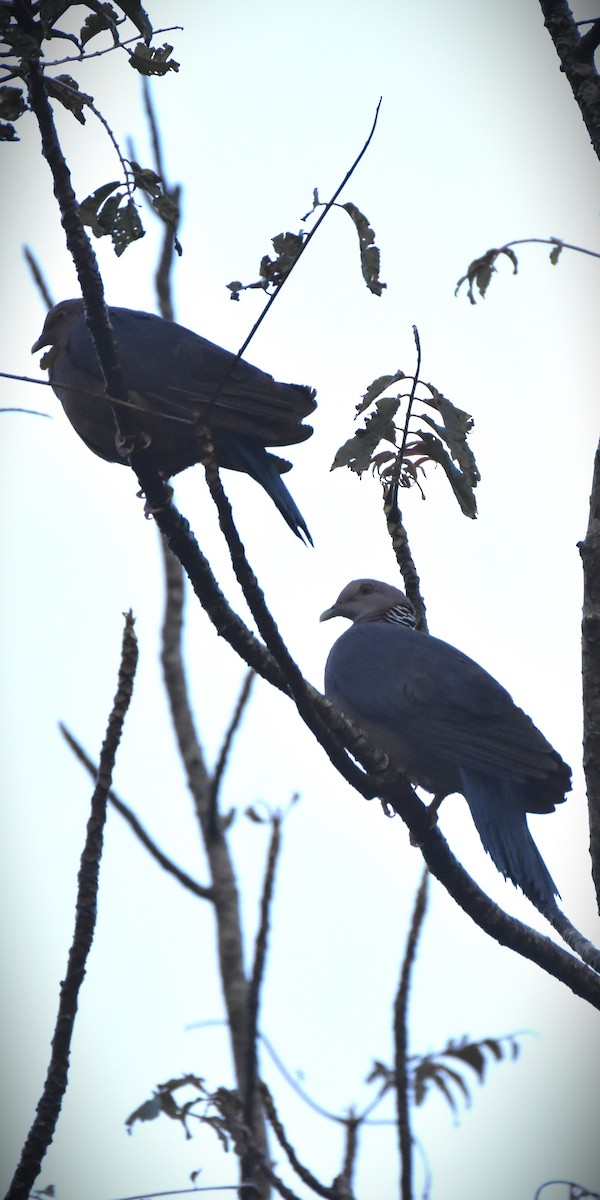 Sri Lanka Wood-Pigeon - ML647896093