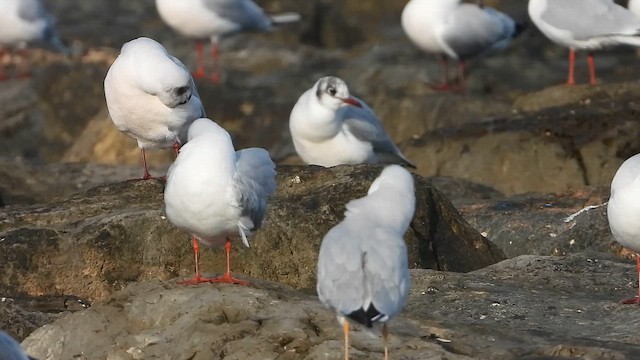 Slender-billed Gull - ML647896121