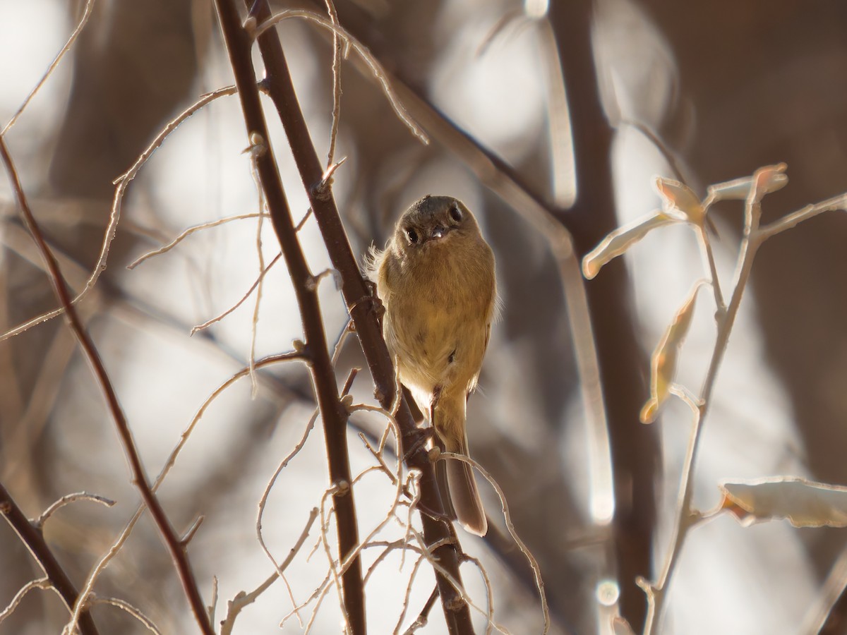 králíček americký - ML647896131