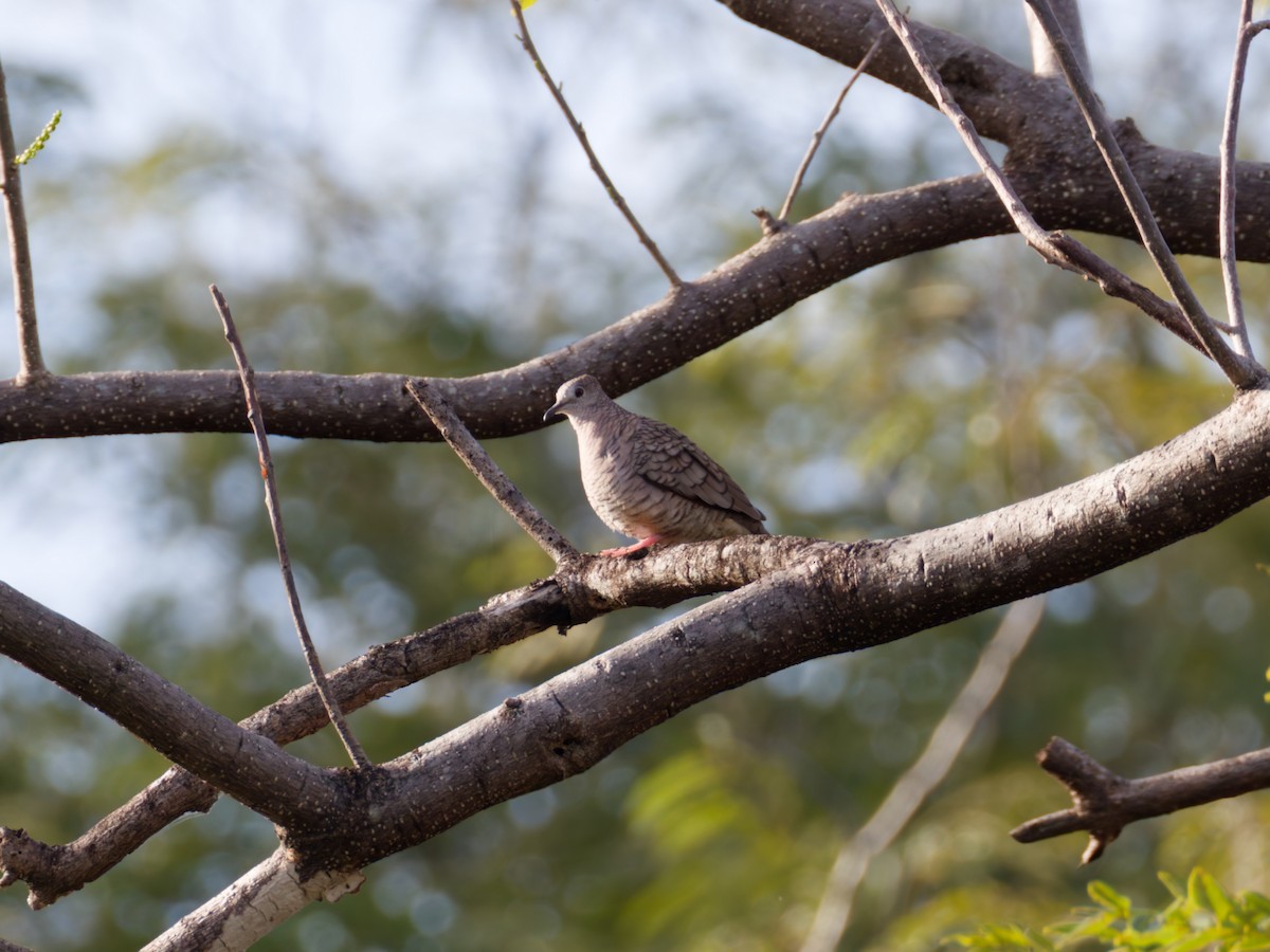 Inca Dove - ML647896153