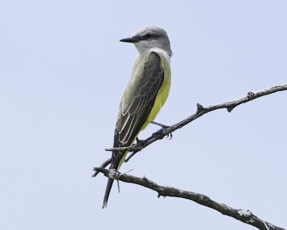 Западный тиранн - ML647896182