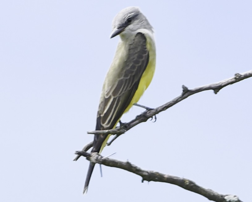 Западный тиранн - ML647896183