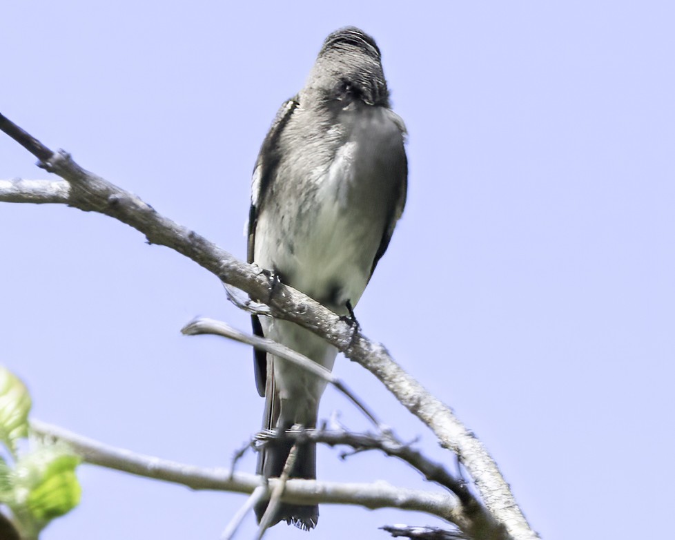 Западный тиранн - ML647896184