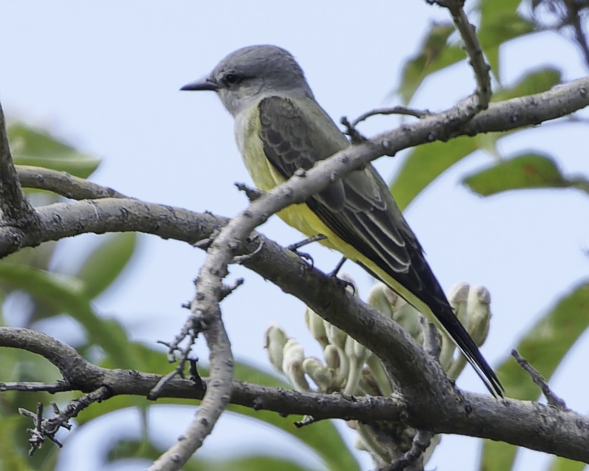 Западный тиранн - ML647896185