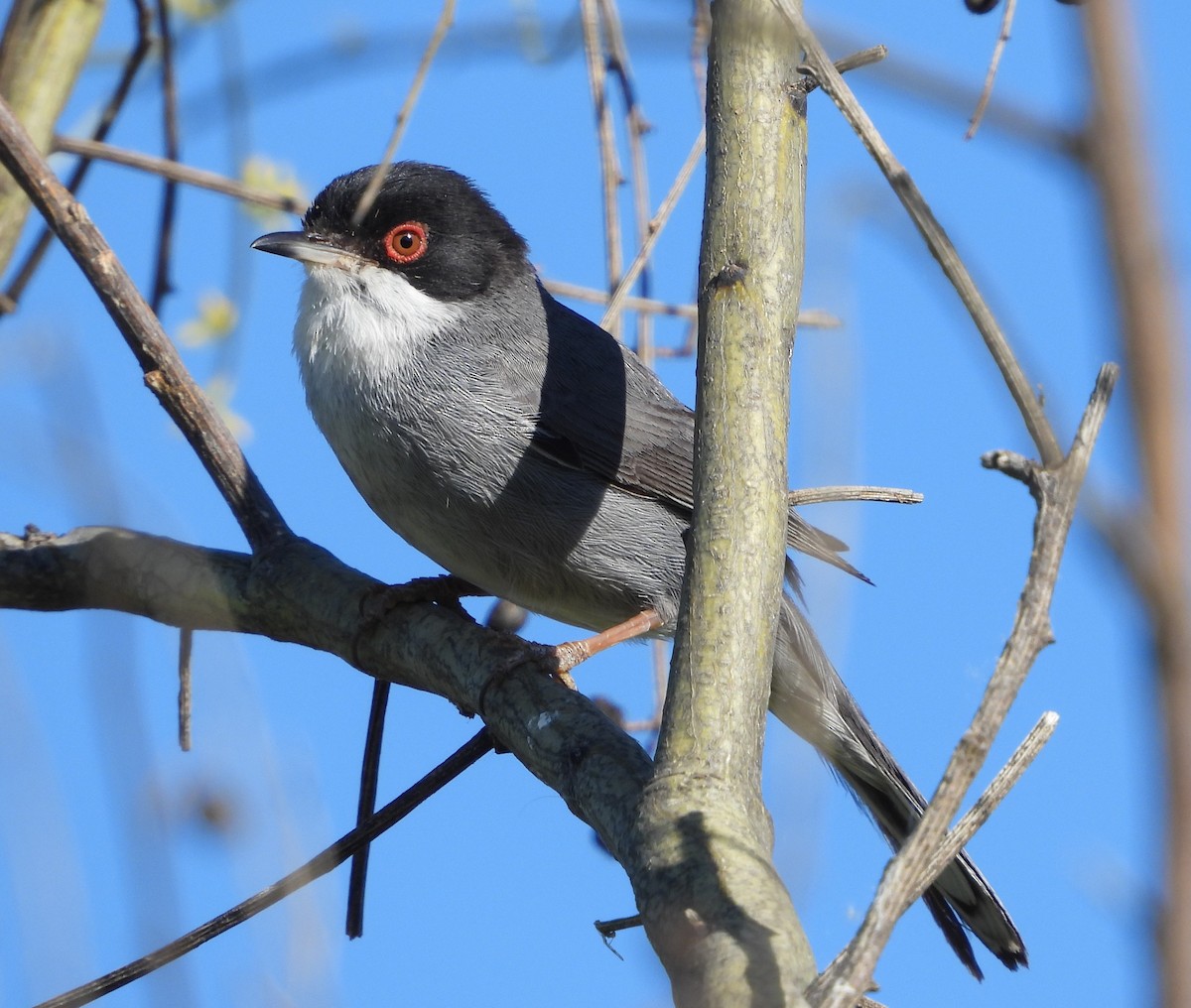 Sardinian Warbler - ML647896221