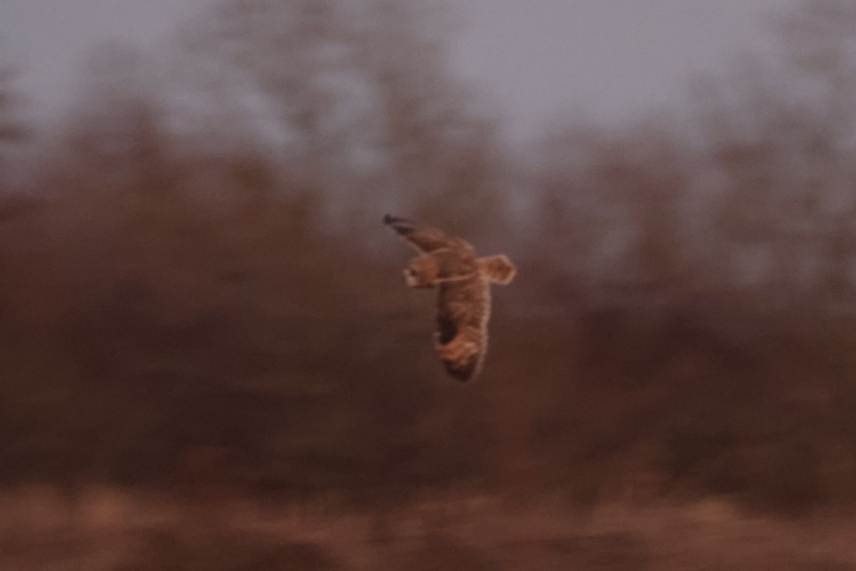 Short-eared Owl - ML647896244