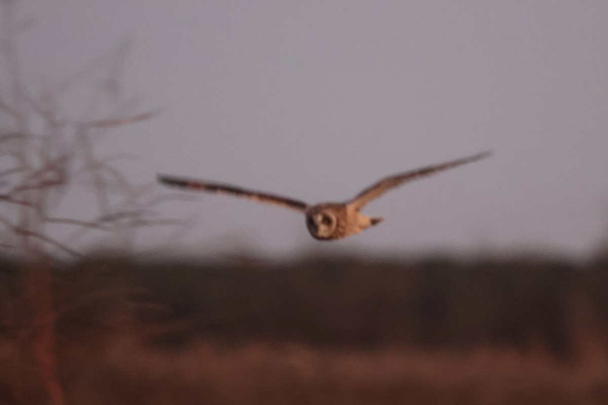 Short-eared Owl - ML647896245