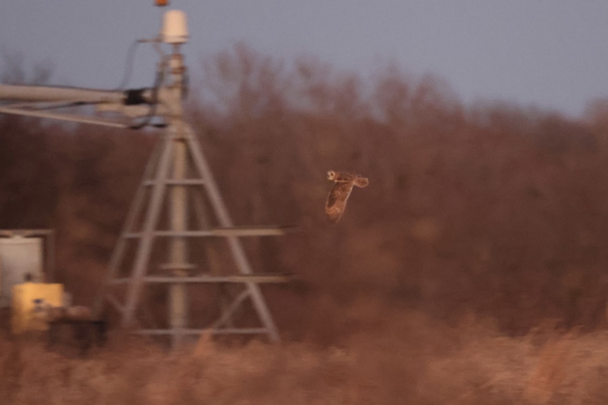 Short-eared Owl - ML647896246