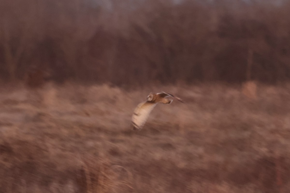 Short-eared Owl - ML647896247