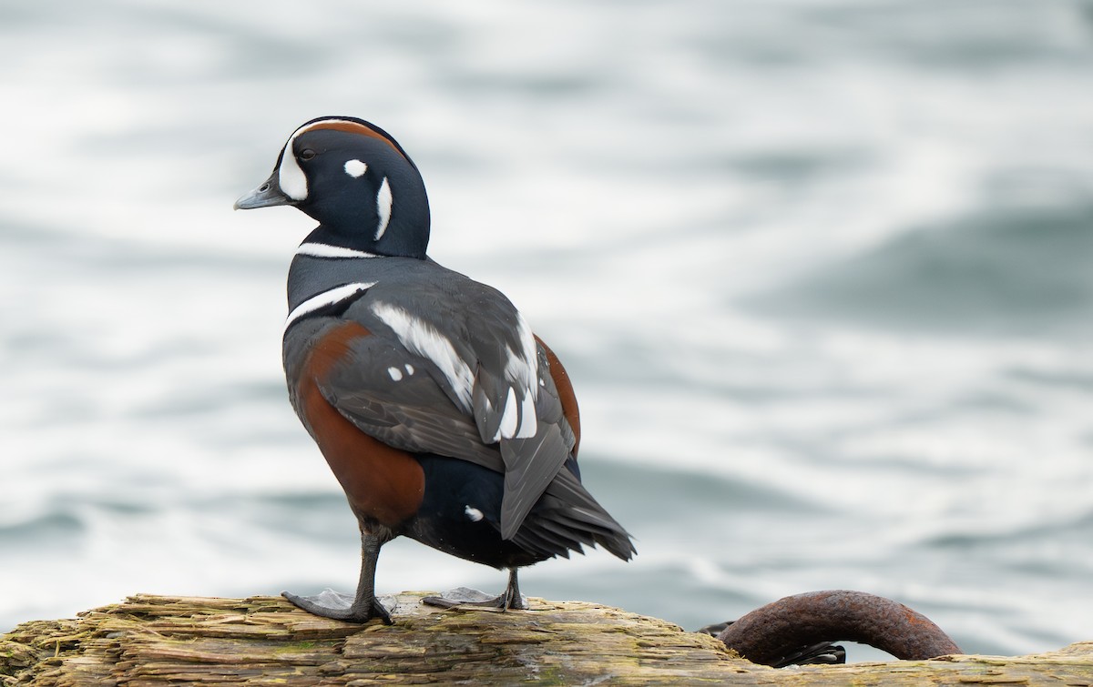 Ahate arlekina - ML647896254