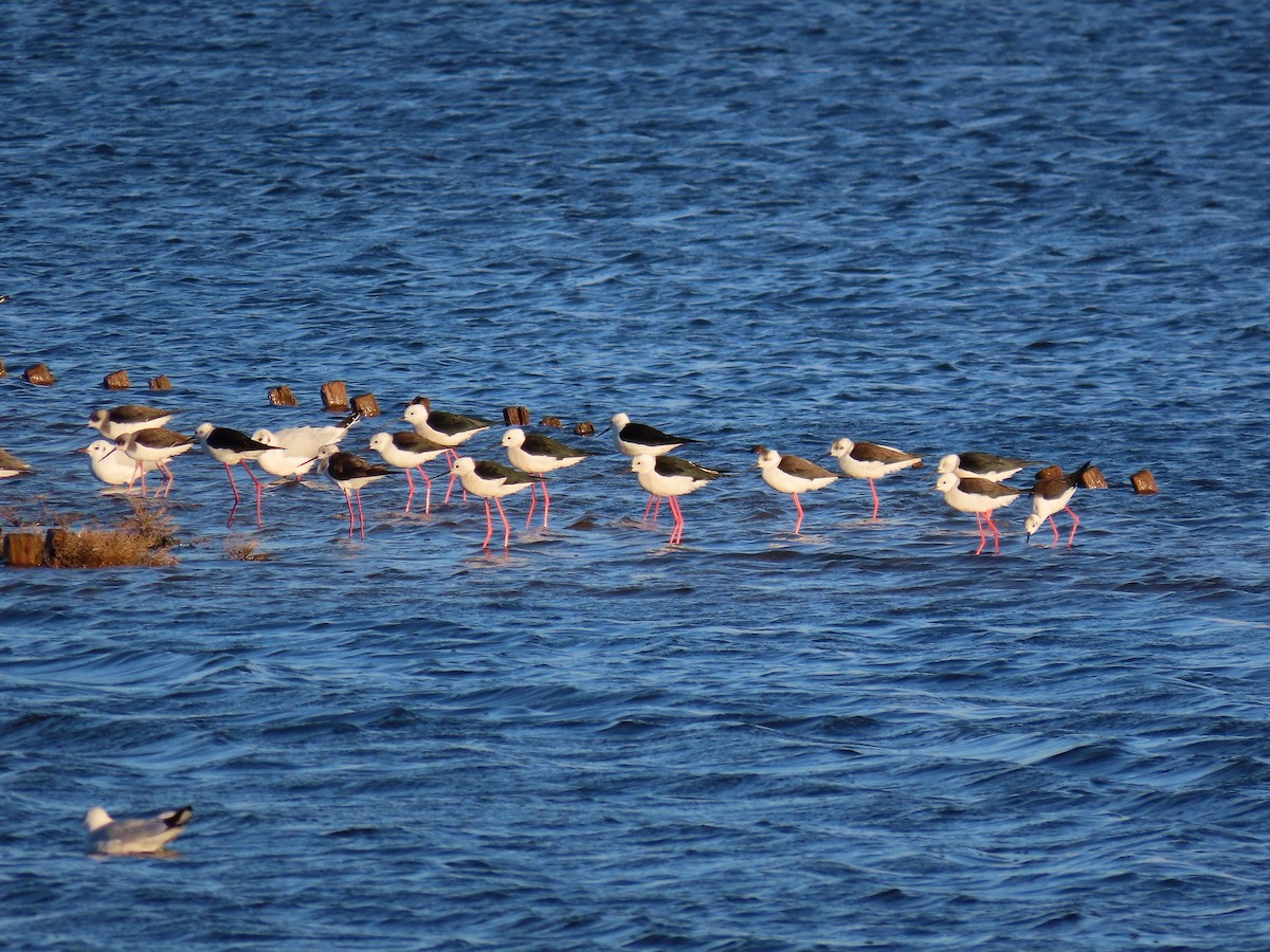 Кулик-довгоніг чорнокрилий - ML647896277