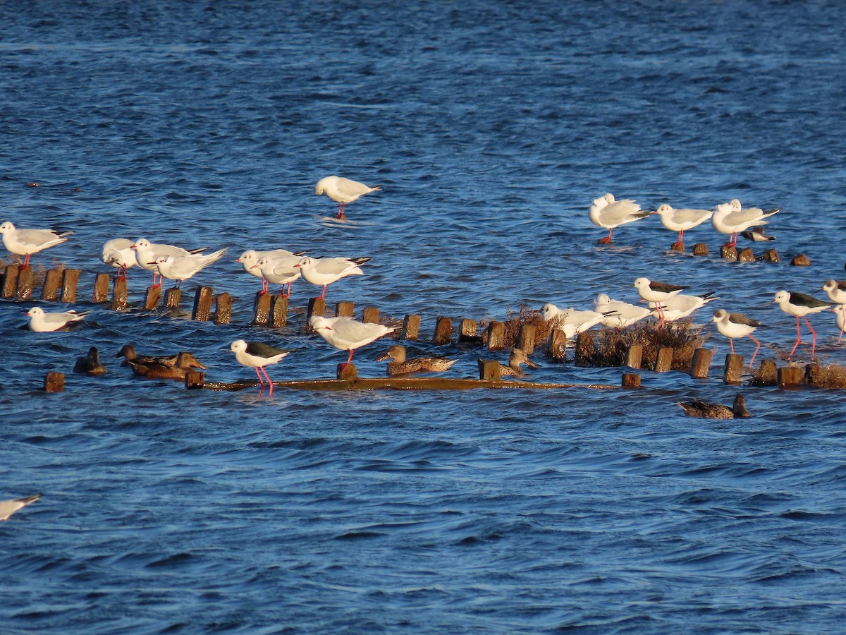 Мартин звичайний - ML647896293