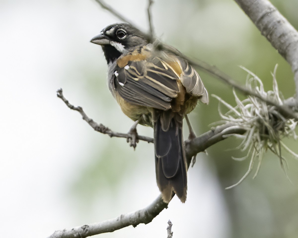 Чінголо біловусий - ML647896314