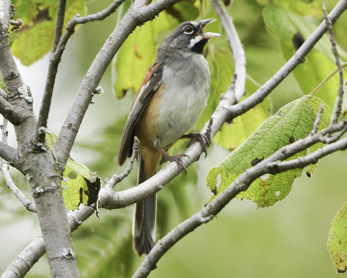 Чінголо біловусий - ML647896315