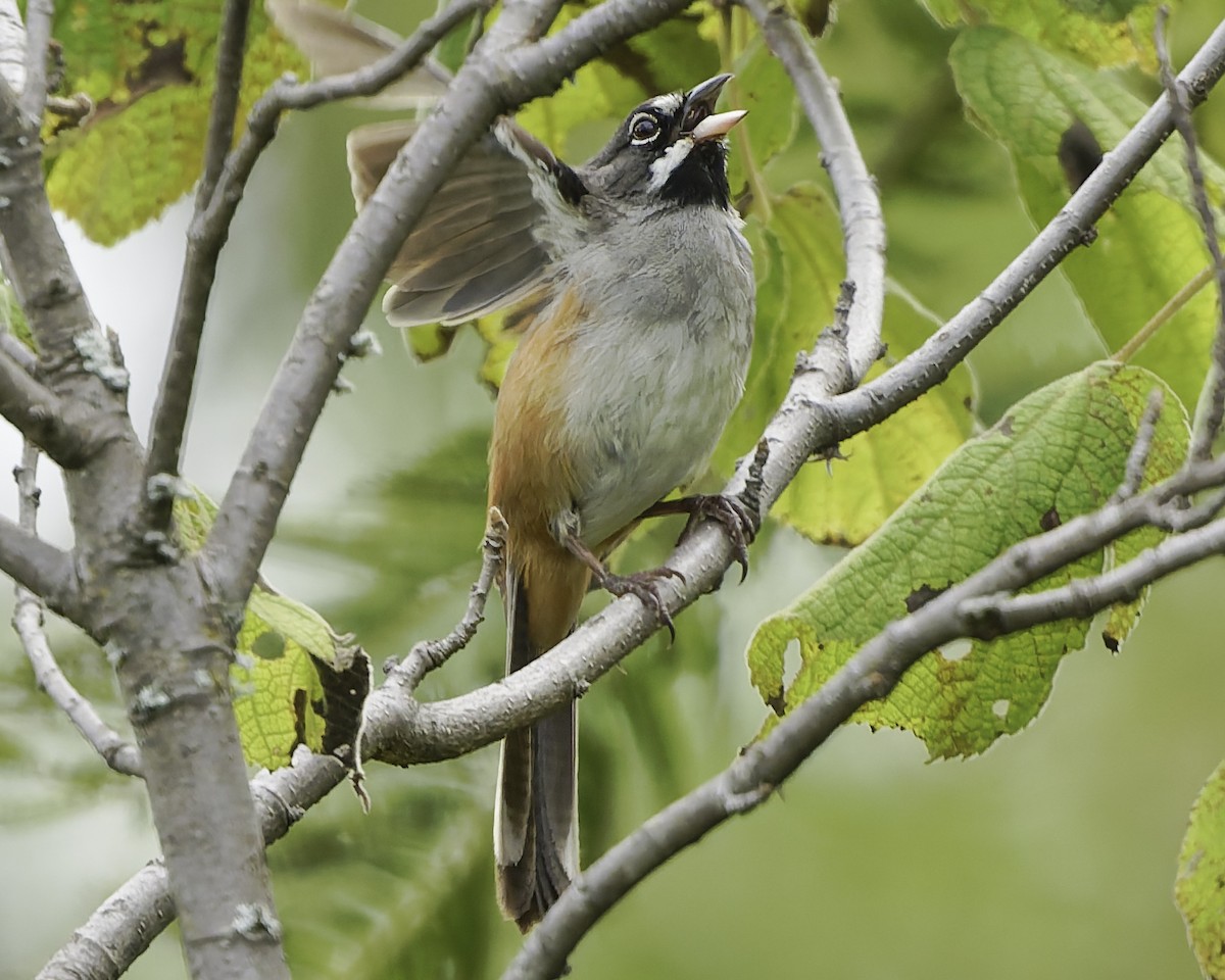 Чінголо біловусий - ML647896318
