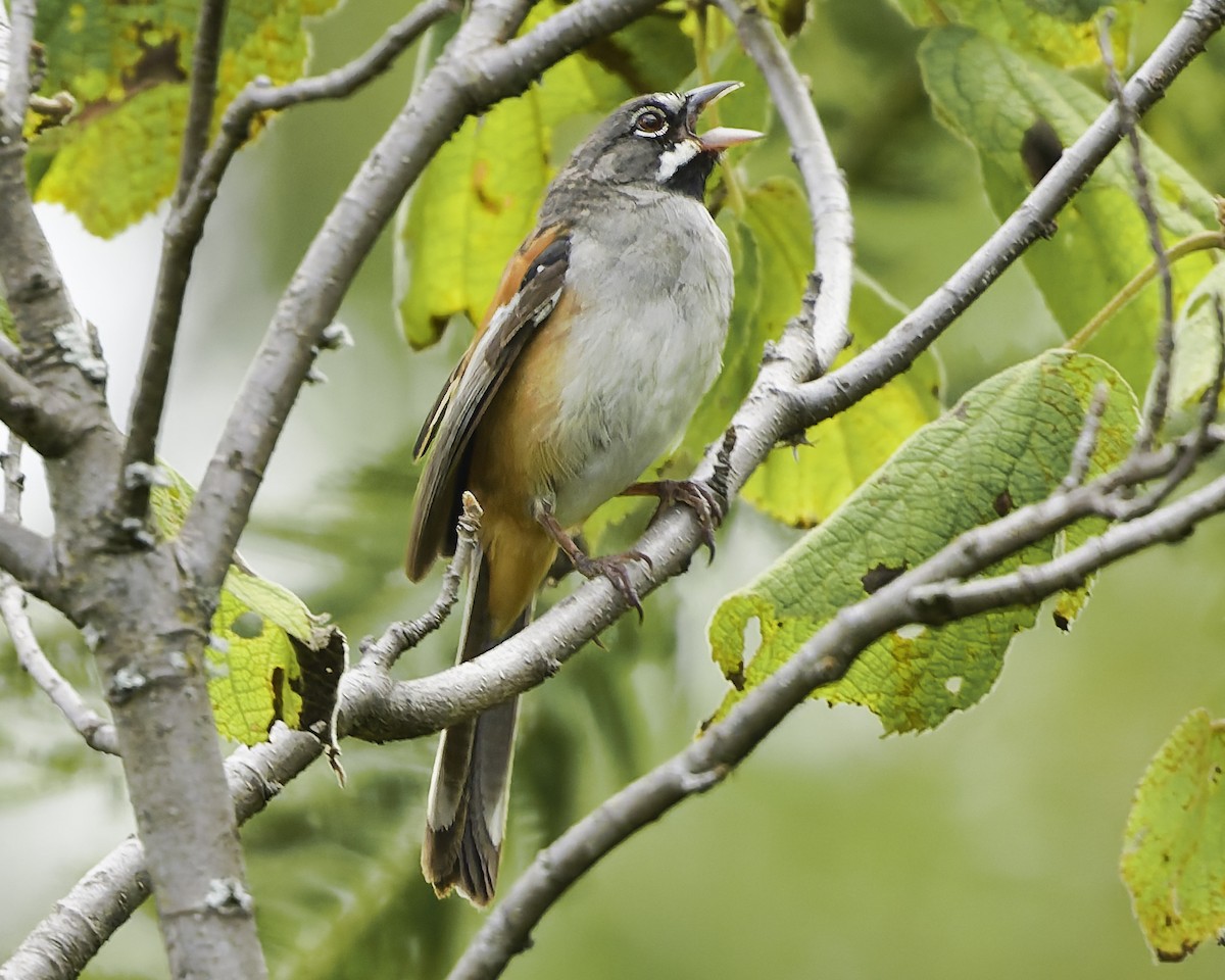 Чінголо біловусий - ML647896320