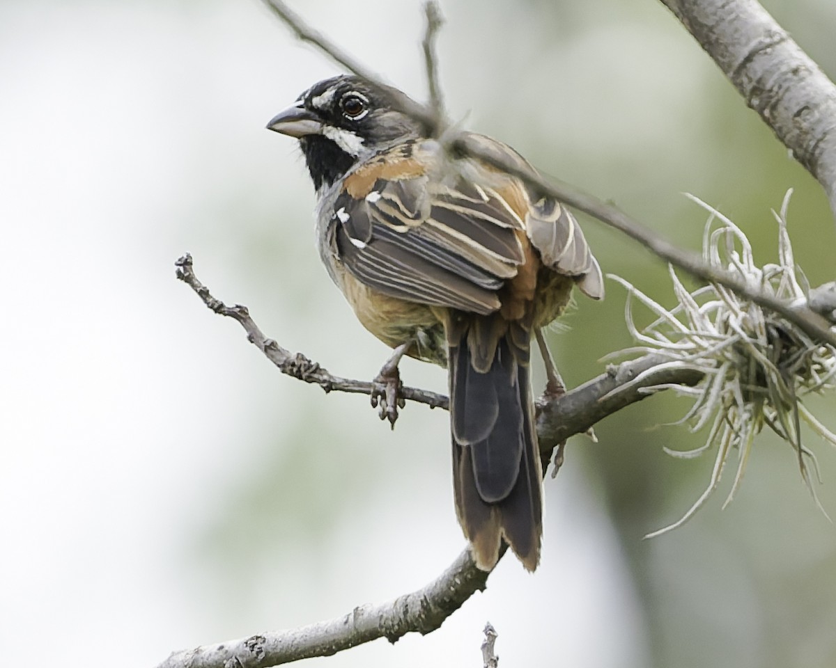 Чінголо біловусий - ML647896321