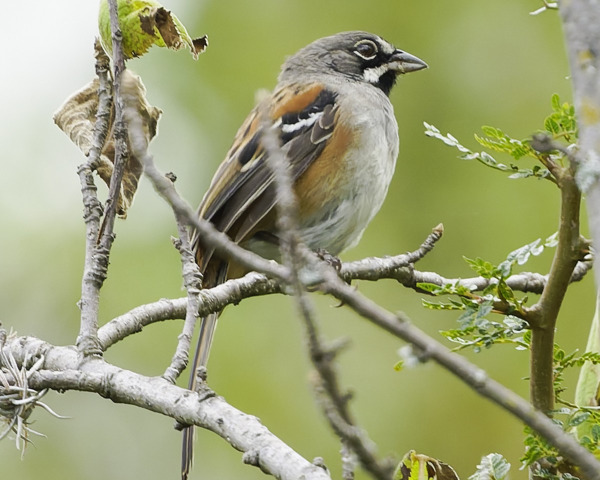 Чінголо біловусий - ML647896322