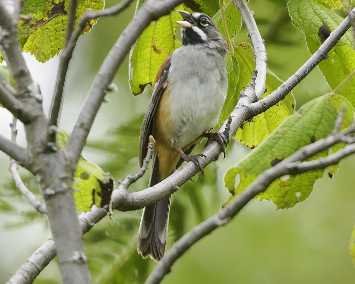 Чінголо біловусий - ML647896323