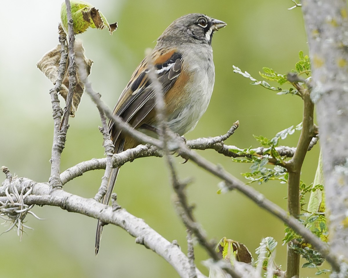Чінголо біловусий - ML647896324