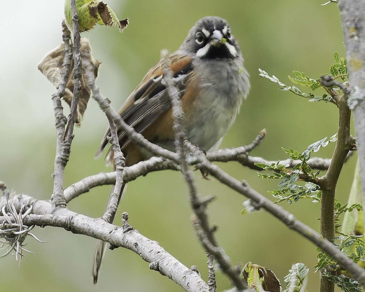 Чінголо біловусий - ML647896325