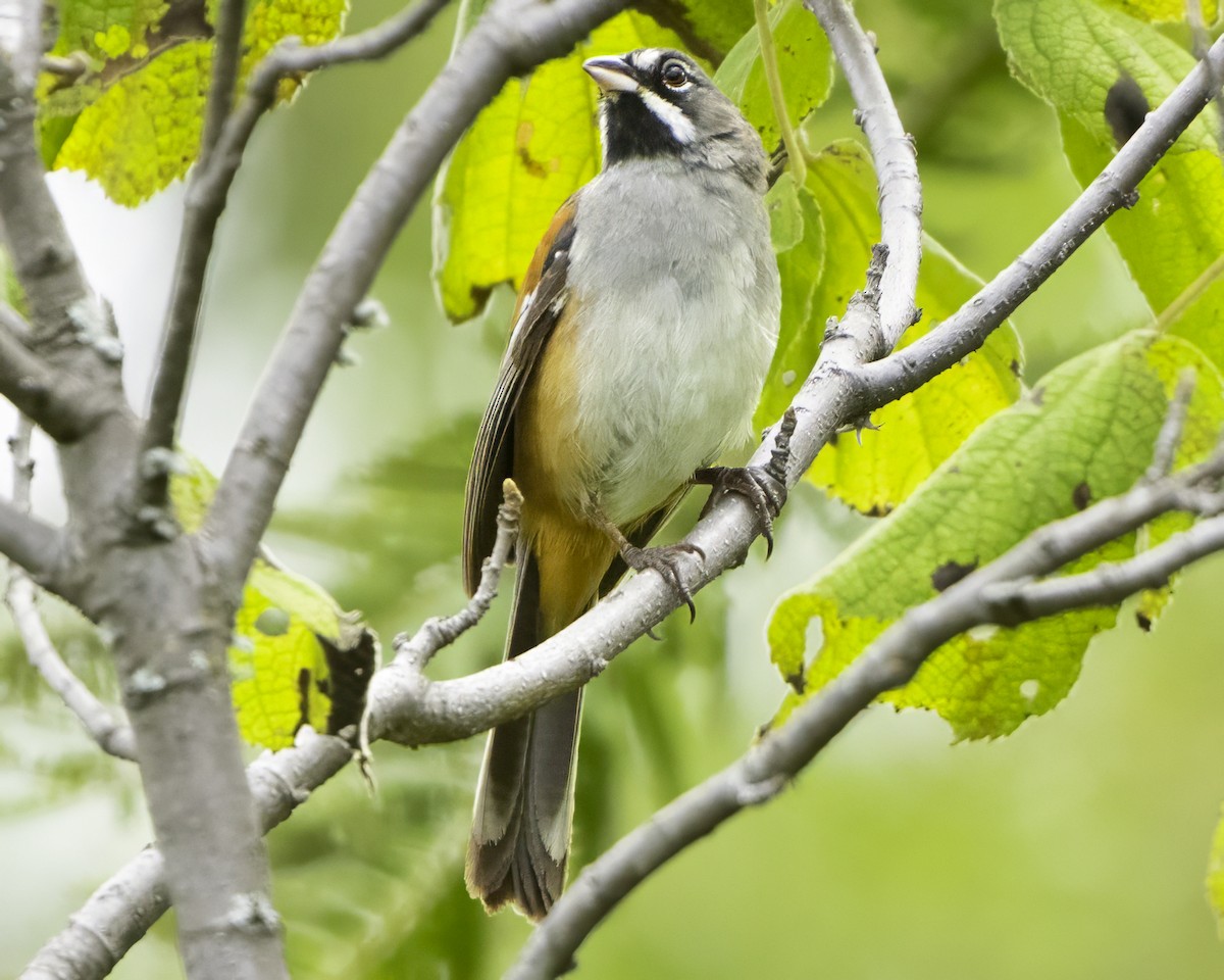 Чінголо біловусий - ML647896326