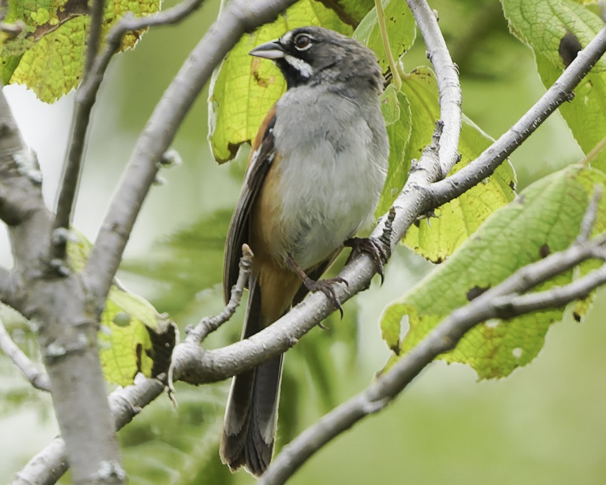Чінголо біловусий - ML647896327