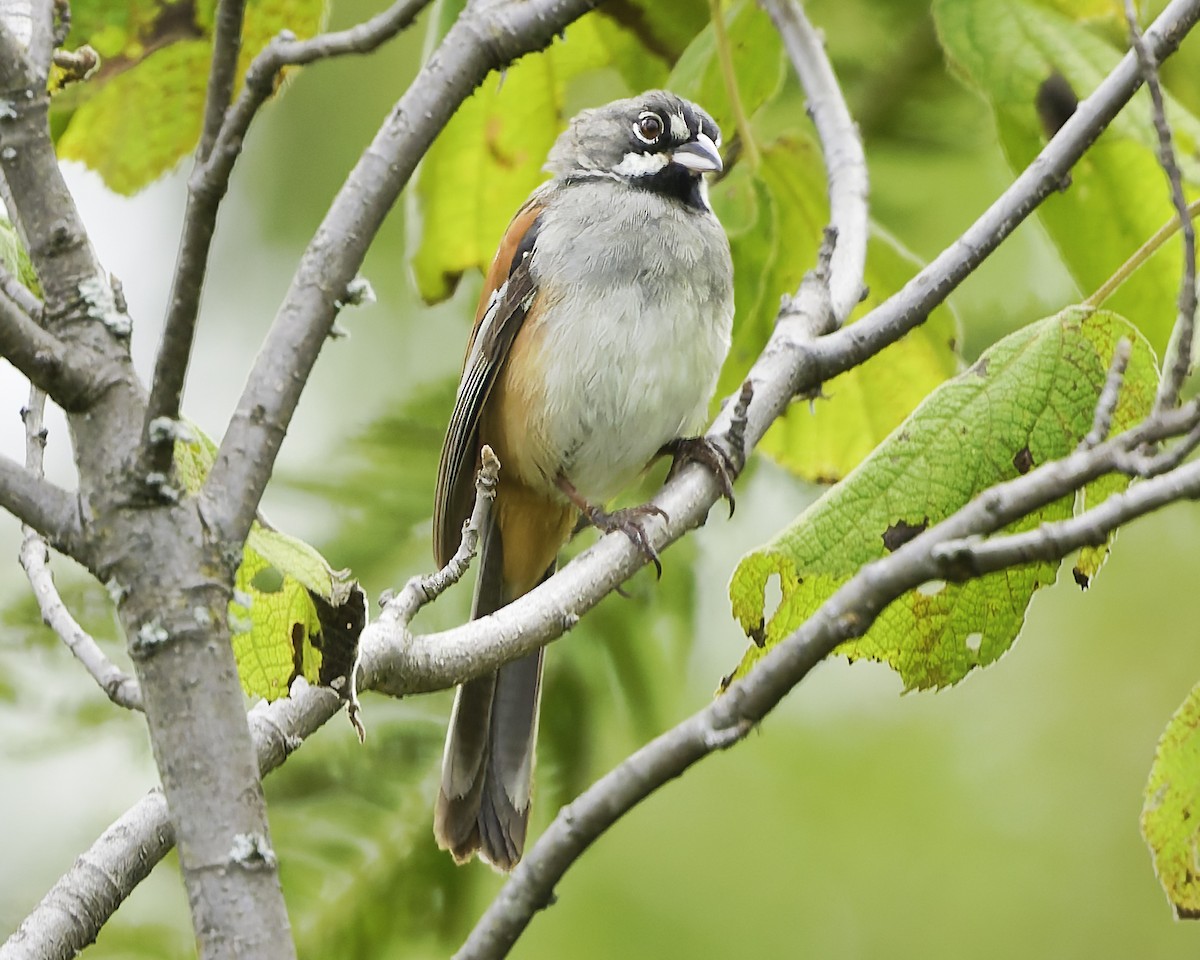 Чінголо біловусий - ML647896328