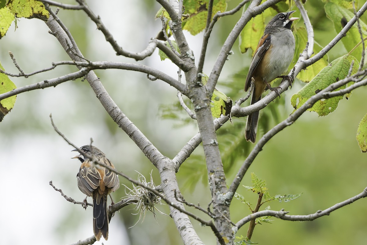 Чінголо біловусий - ML647896330