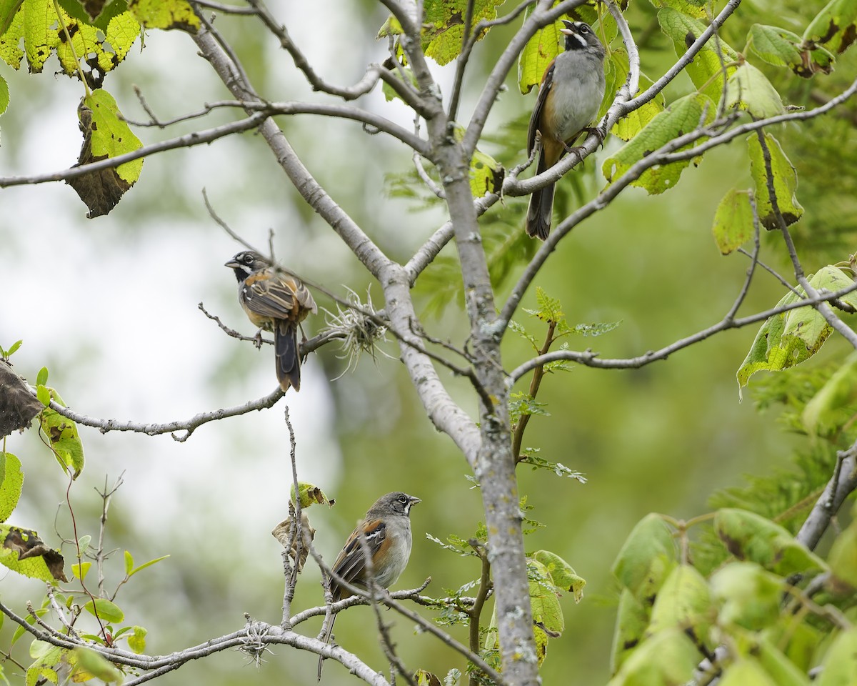 Чінголо біловусий - ML647896331