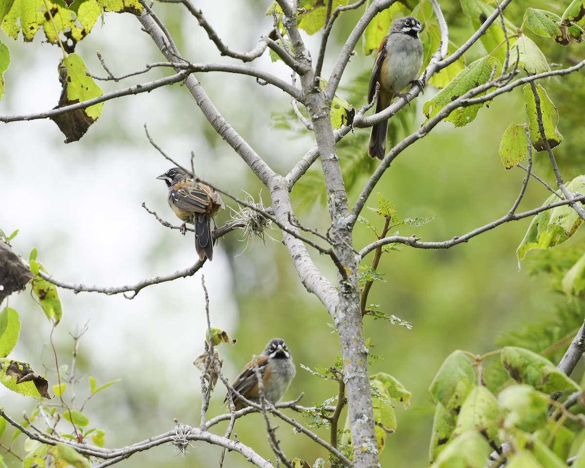 Чінголо біловусий - ML647896332