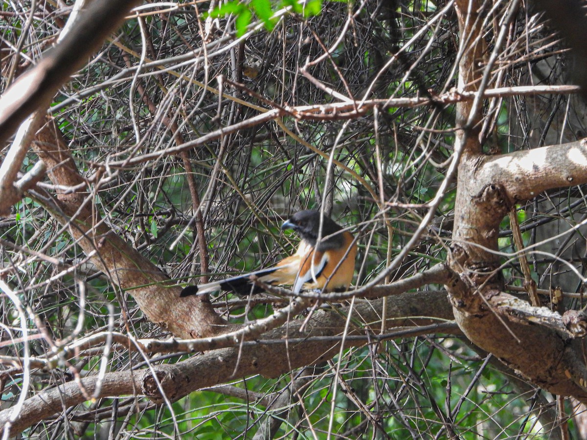 Вагабунда світлокрила - ML647896333