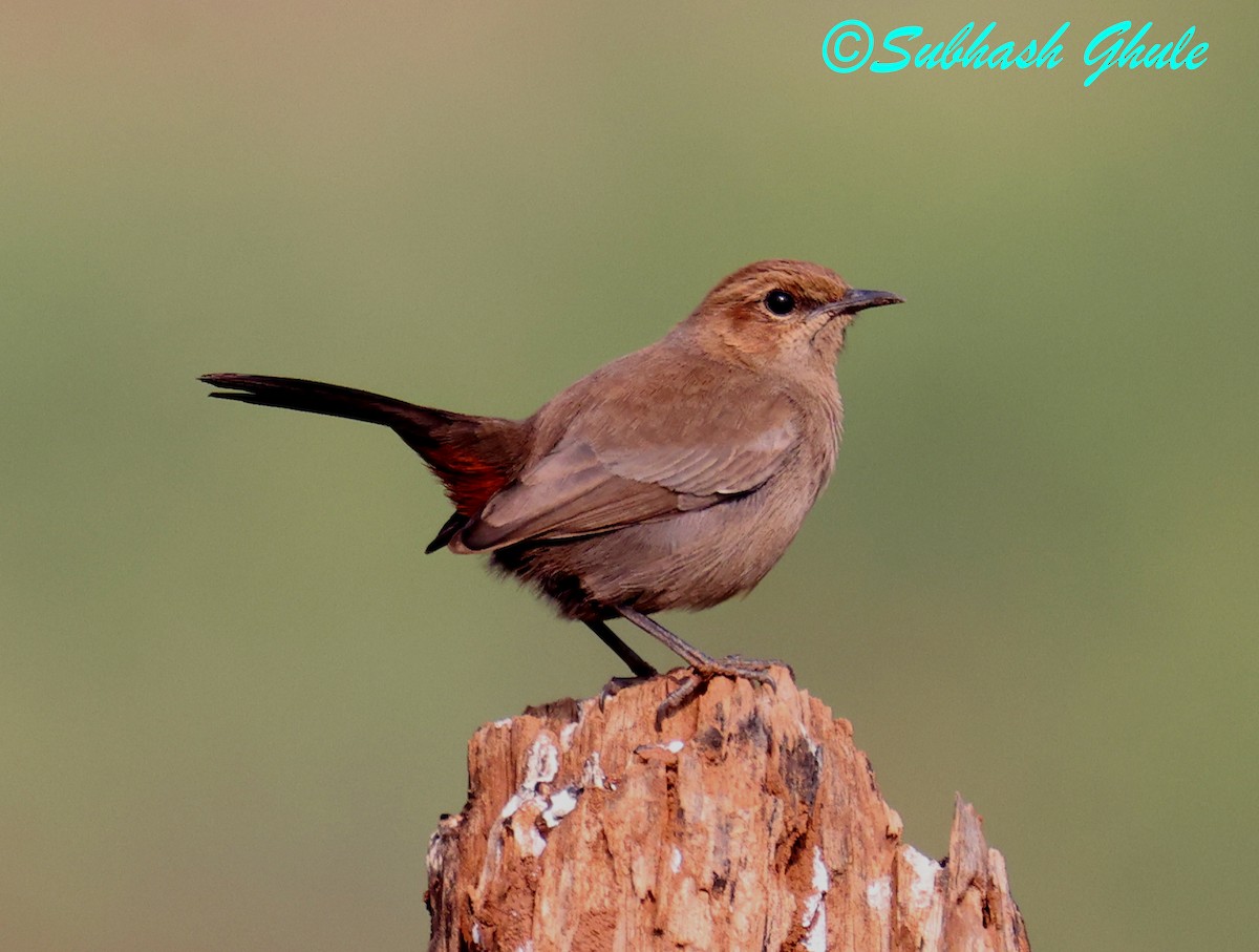 Шама індійська - ML647896334