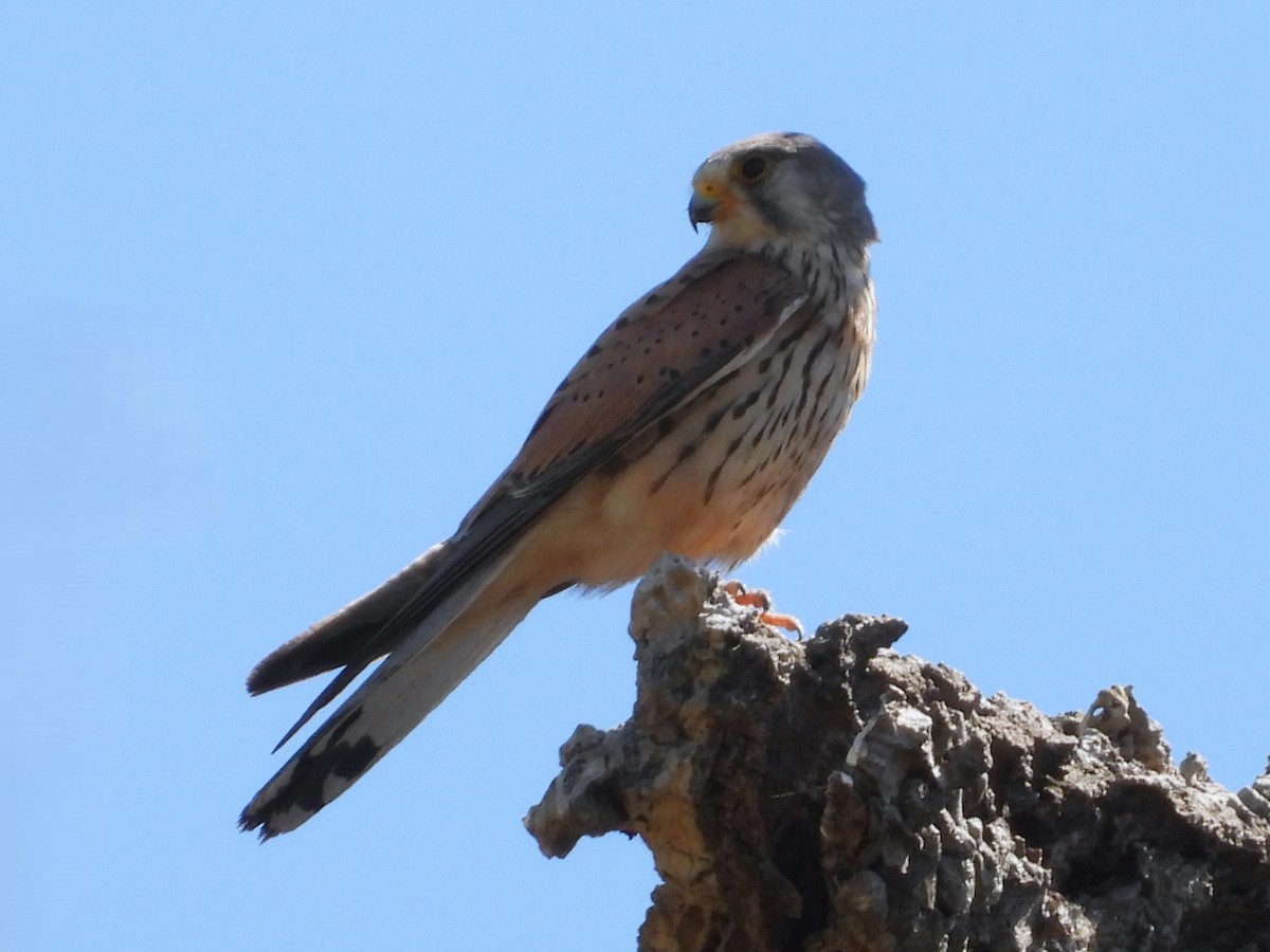 Боривітер звичайний - ML647896335