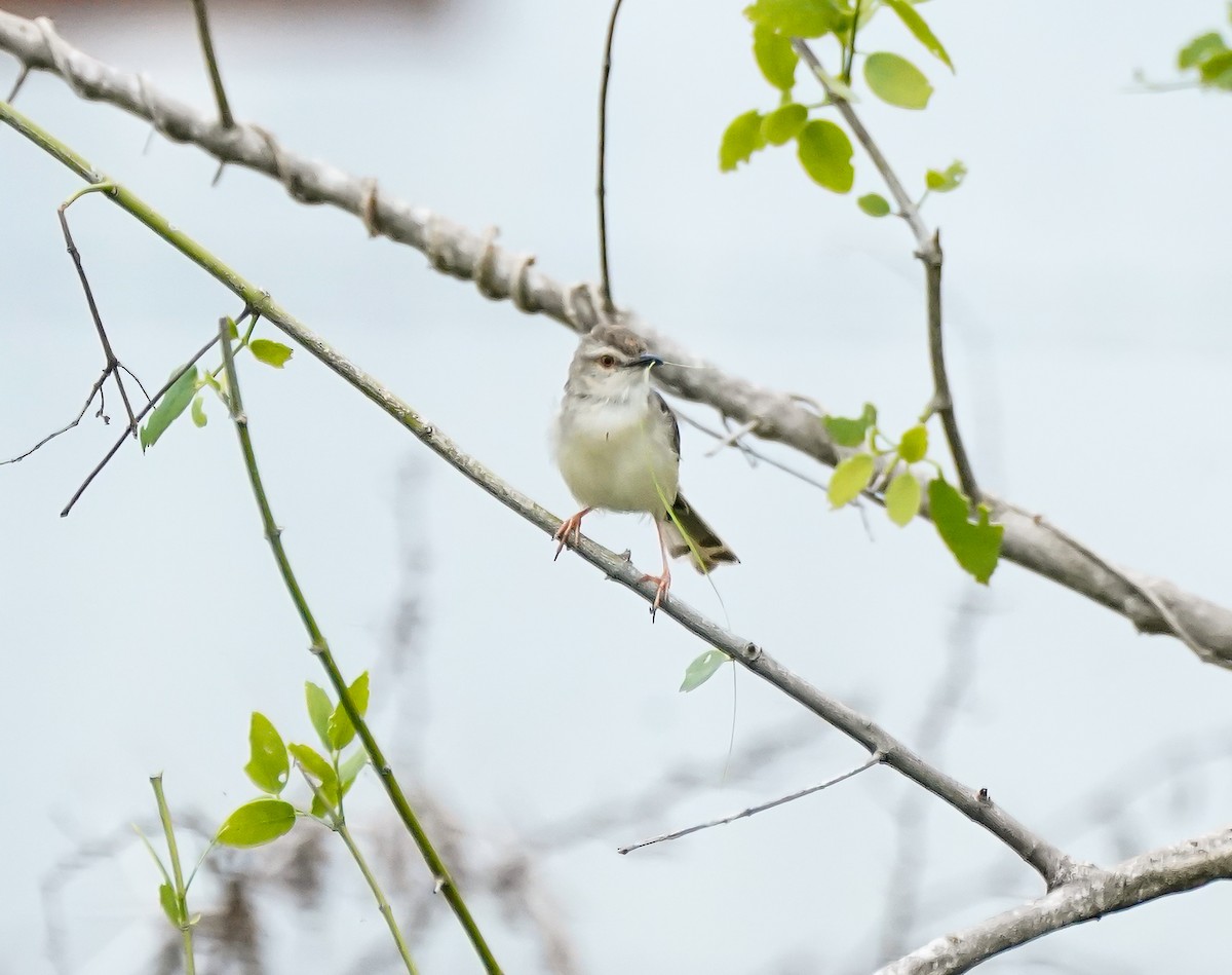 Принія вохристобока - ML647896336