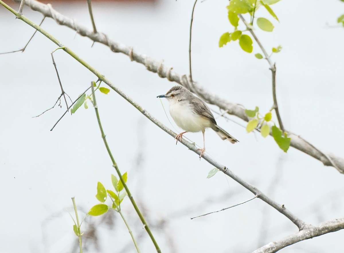 Принія вохристобока - ML647896337