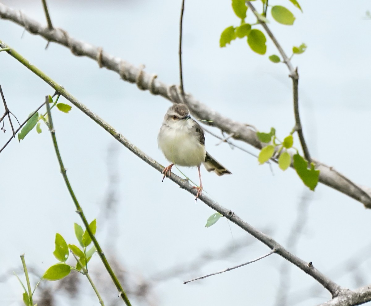 Принія вохристобока - ML647896338
