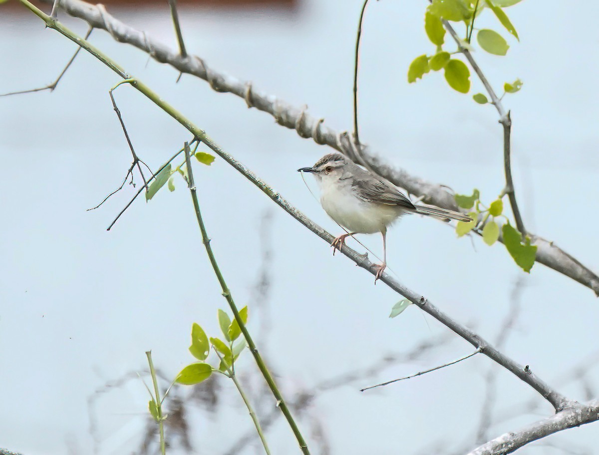 Принія вохристобока - ML647896339