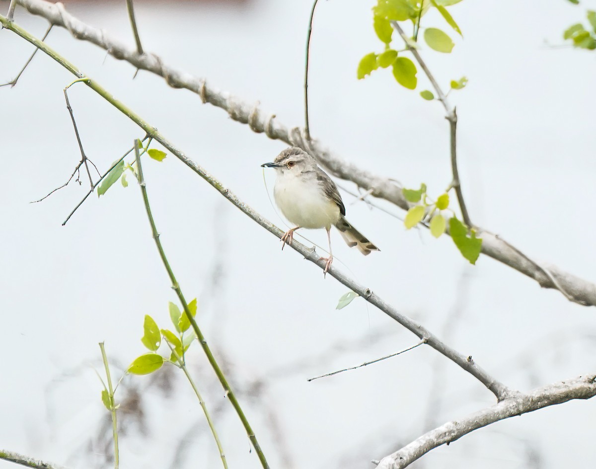 Принія вохристобока - ML647896340