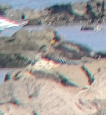 Чирянка чорноголова - ML647896341