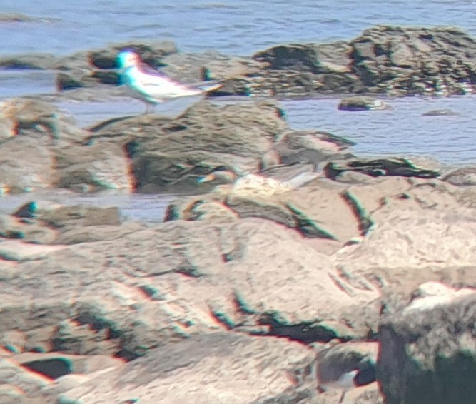 Чирянка чорноголова - ML647896342