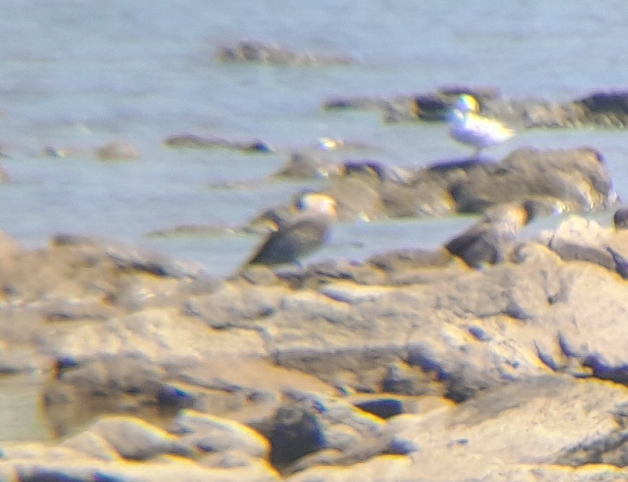 Чирянка чорноголова - ML647896343