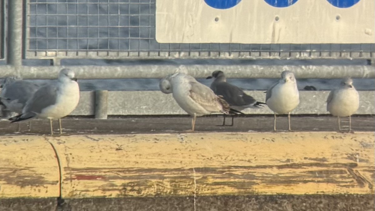 ワライカモメ - ML647896377