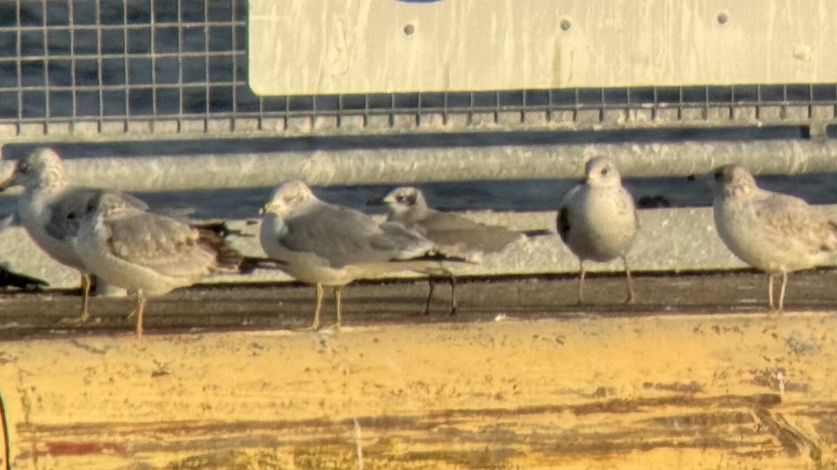 ワライカモメ - ML647896378