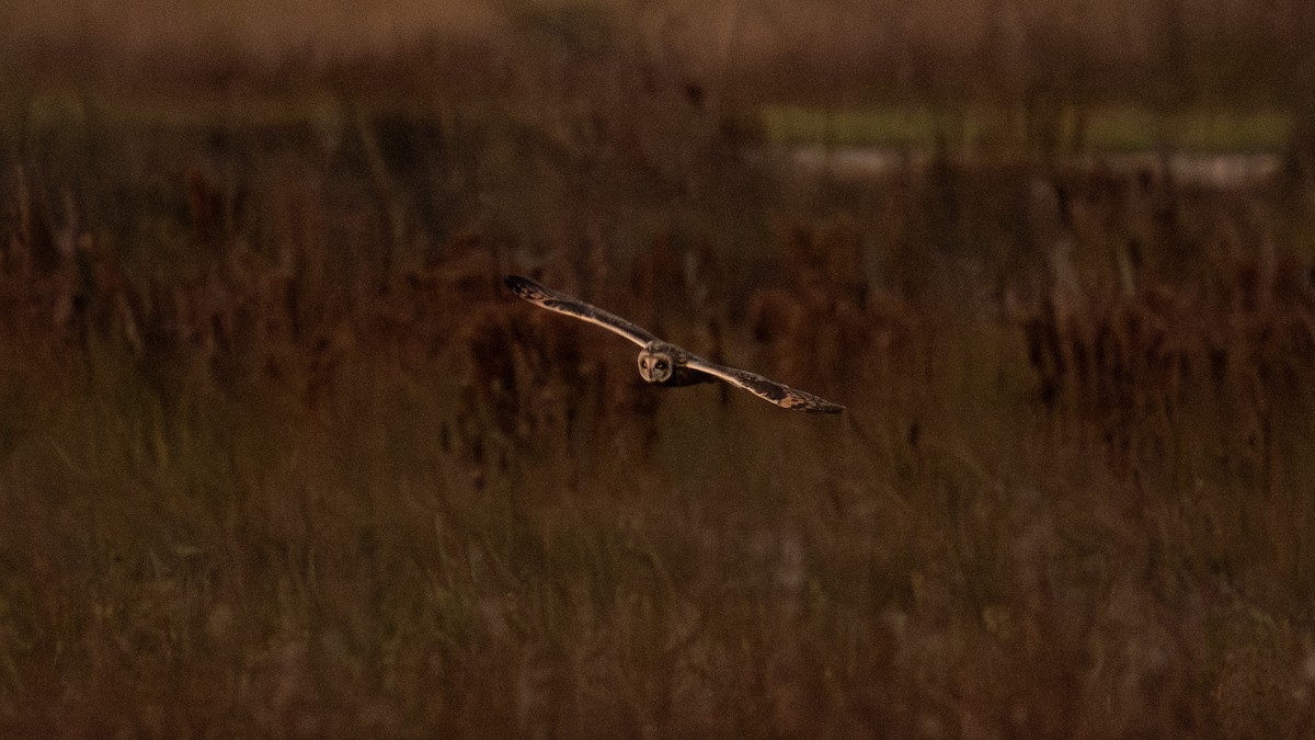 Short-eared Owl - ML647896390